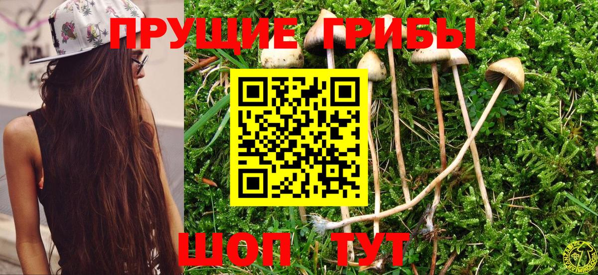 Галлюциногенные грибы Cubensis  Вход с VPN  Сердобск 